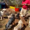 Victoria Pet Care