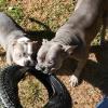 Victoria Pet Care