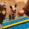 Victoria Pet Care