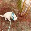 Victoria Pet Care