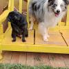 Victoria Pet Care