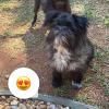 Victoria Pet Care