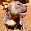 Victoria Pet Care