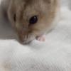A hamster Bonnie em nossa hospedagem ❤️