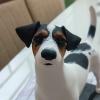 Pintura pet 3D