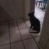 Gato Bebê em Casaaa