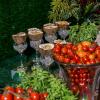 Santo Dom Gastronomia
