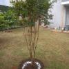Jardinagem Souza