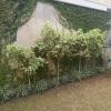 Jardinagem Souza