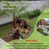 Jardinagem Souza