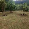 Jardinagem Souza