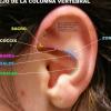 AURICULOTERAPIA