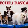 Creche para cães