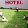 Hotel para Cães