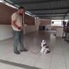 Pack Dogs Adestramento E Dog Walker