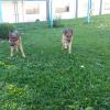 Mafradogcanilferagmailcom