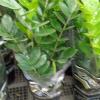 Plantada em caso de barro