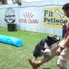Border Collie Zion no CPC Santuario dos Caes