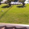 The Green Life Jardinagem E Paisagismo