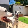 Escola E Aí Dog