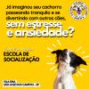 Escola E Aí Dog
