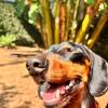 Escola E Aí Dog