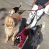 Dog walker