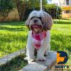 Nerys Hospedaria Canina