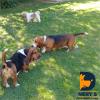Nerys Hospedaria Canina