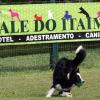 Pet Hotel E Adestramento Vale Do Itaim