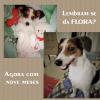 SRD filhote/ adolescente