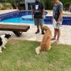 Dom Dog Adestramento