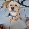 Hospedagem Para Pets Anjos De Patas