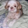 Hospedagem Para Pets Anjos De Patas