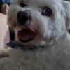 Hospedagem Para Pets Anjos De Patas