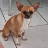 Hospedagem Para Pets Anjos De Patas