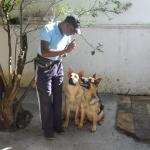 Ac Adestrador E Passeador De Cães Ac Adestrador E Passeador De Cães