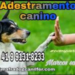 Mafradogcanilferagmailcom