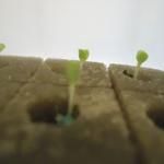 Pinhais Hidroponia Horta Amadora Pinhais Hidroponia Horta Amadora