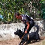 Covil De Lobos  Adestramento E Internato