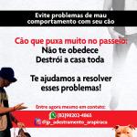 Jp Adestramento