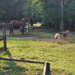 Maria Cristina Telles