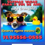 Cão De Ouro Hotel E Asilo Para Cães Cão De Ouro Hotel E Asilo Para Cães