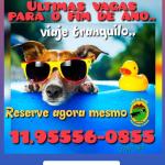 Cão De Ouro Hotel E Asilo Para Cães