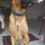 Ekany Educação E Psicologia Canina Ekany Educação E Psicologia Canina