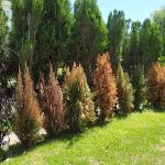 Jardineiro Massoterapeuta Jardineiro Massoterapeuta