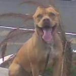 Kleber Educação Canina Kleber Educação Canina