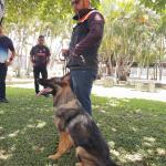 Adestramento De Cães Hotelzinho Adestramento De Cães Hotelzinho