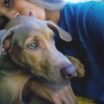 Pet Care Pet Care