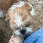 Gusthavo Pets